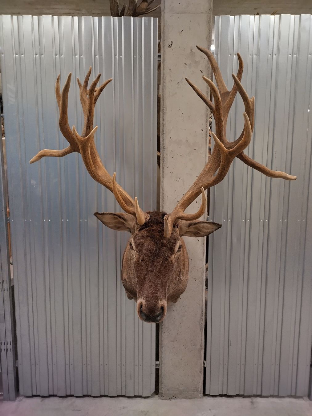 Il mondo degli animali: Rothirsch-Trophäe Hirschgeweih Jagdtrophäe Deko Hirschkopf – Nuovo (secondo la descrizione) da Wettingen venduto da Bwalti