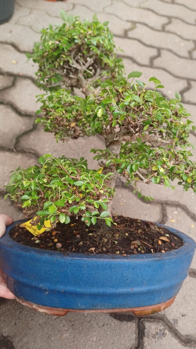 Bonsai ZELKOVA XL 50-60 cm, im Keramiktopf einfach pflegen (Neu und  originalverpackt) in Rovio fr CHF 289  mit Lieferung auf Ricardo kaufen