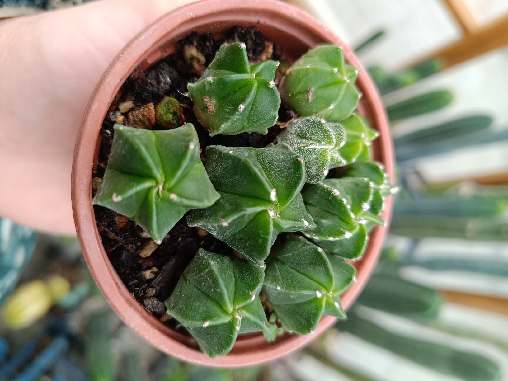 Piante & sementi: Astrophytum myriostigma  – Nuovo (secondo la descrizione) da Pâquier-Montbarry venduto da chr_7dmj