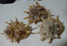 3-SEHR INTERESSANTE BOLMA GIRGYLLUS,-MUSCHELN,-STACHELN