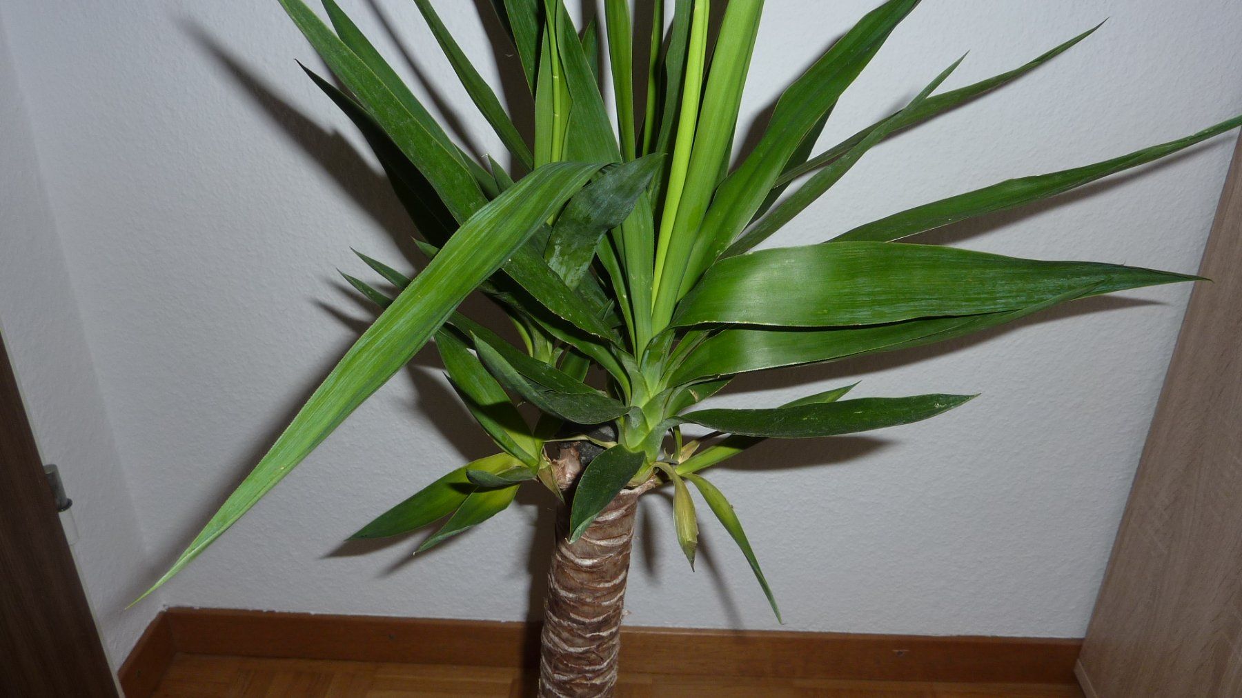 Pflanzen & Samen: yucca palme – Neu (gemäss Beschreibung) aus Füllinsdorf von pmarkus 1
