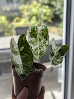 Alocasia Micholitziana Variegata