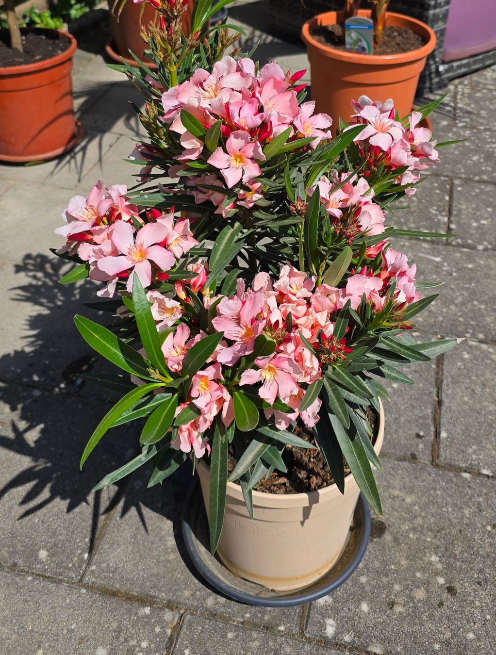 Piante & sementi: Kleiner Oleander – Nuovo (secondo la descrizione) da Aarburg venduto da popkorn65 5