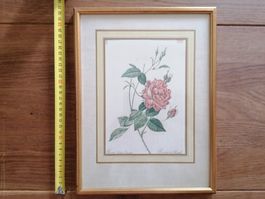altes Bild mit Goldrahmen - "Rosa Indica Cruenta" Redouté