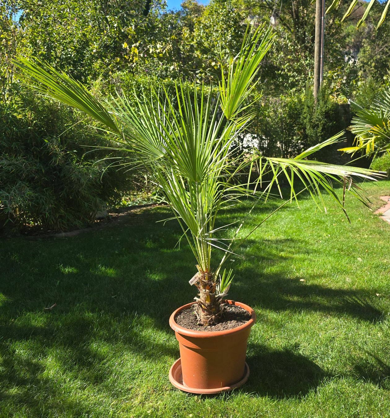 Piante & sementi: Palme Humilis – Usato da Aarburg venduto da popkorn65 2