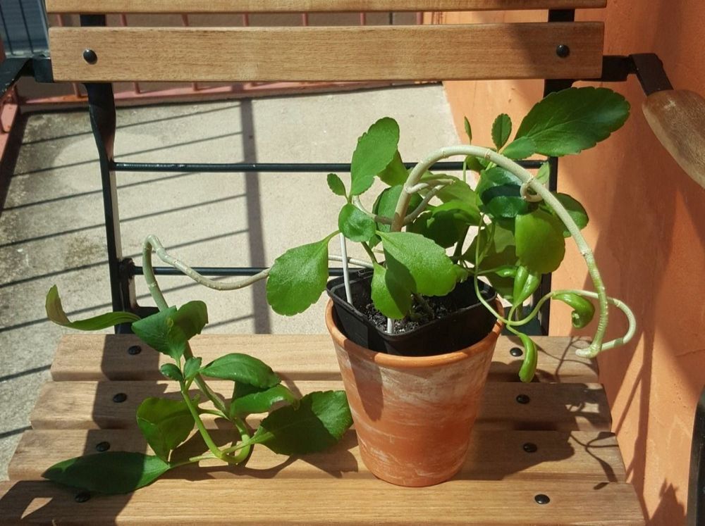 RaritätKalanchoe Pinnata/GoethePflanze Kaufen auf Ricardo
