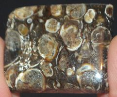 Cabochon L-825 – Turritella Achat Fossil