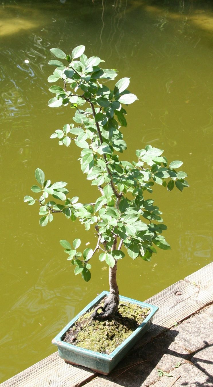 Piante & sementi: BONSAI  -  echter Kreuzdorn – Usato da Gretzenbach venduto da Sikim 1