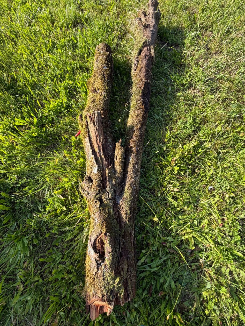 Articoli in legno: Holzstamm Zwetschgen verwittert – Usato da Huttwil venduto da Burk3 3