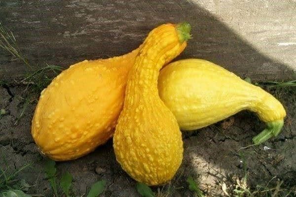Piante & sementi: Courgette Coutors ! TRES RARE 5g – Nuovo (secondo la descrizione) da Bremblens venduto da FIBONACCI369 2