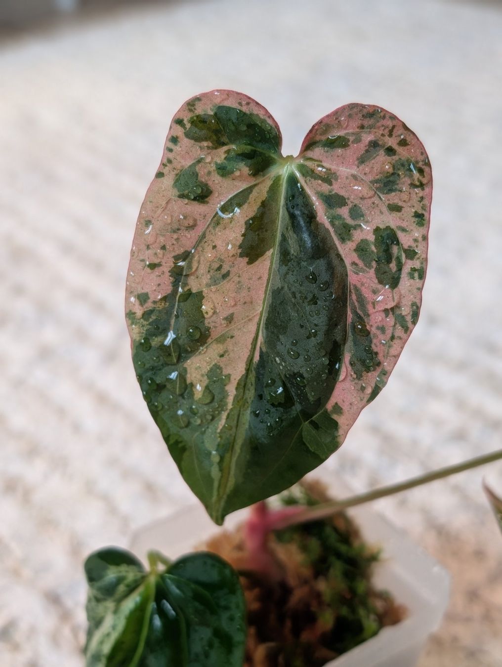 Piante & sementi: Anthurium Hot Barbie Pink Variegata – Nuovo (secondo la descrizione) da Faulensee venduto da plantmama