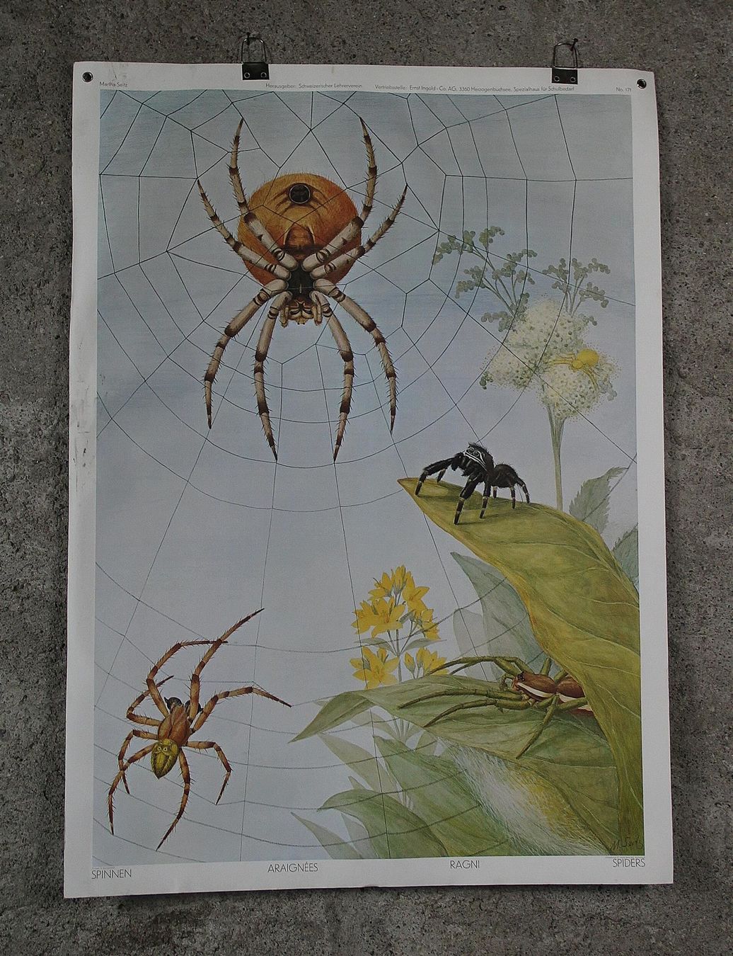 Posters & Illustrations: Schulwandbild "Spinnen" Marta Seitz – D'occasion à Birrwil par brandschatz_birrwil 1