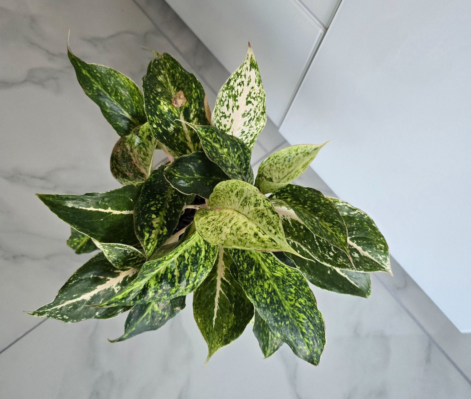 Piante & sementi: Zimmerpflanze Aglaonema – Usato da Aarburg venduto da Glitzerzauber 1