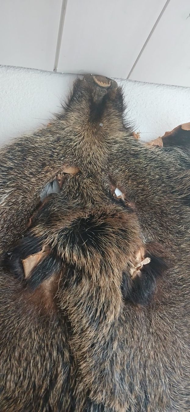Tutte le decorazioni: Wildschweinfell – Usato da Humlikon venduto da kes_k6dl 1