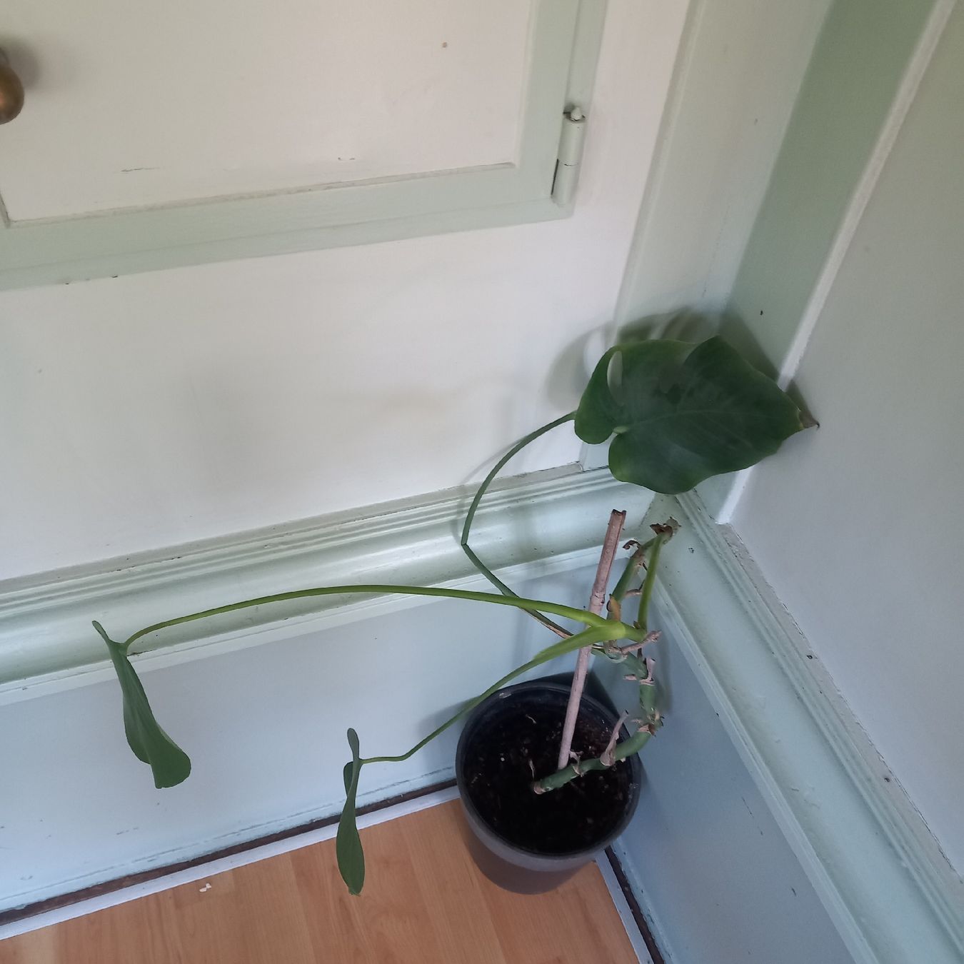 Piante & sementi: Monstera Zimmerpflanze mit Topf  – Usato da Ebnat-Kappel venduto da blazzi 1