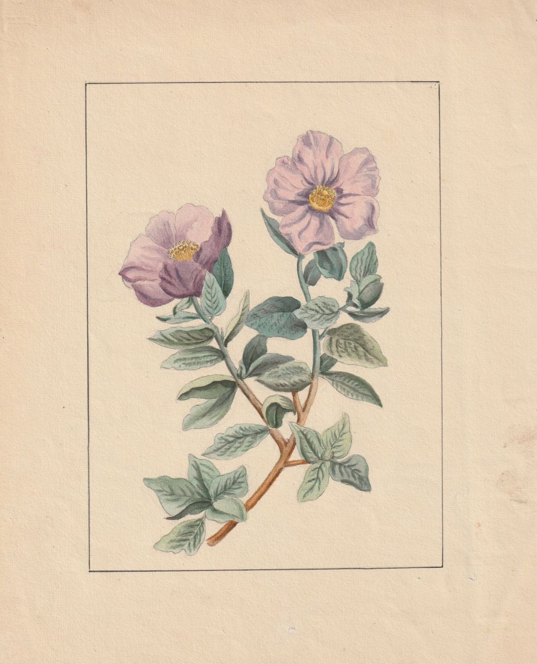 Poster & Bilder: Zwei Blumenbilder, handcoloriert – Gebraucht aus Freienbach von Bhaltis