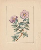 Zwei Blumenbilder, handcoloriert