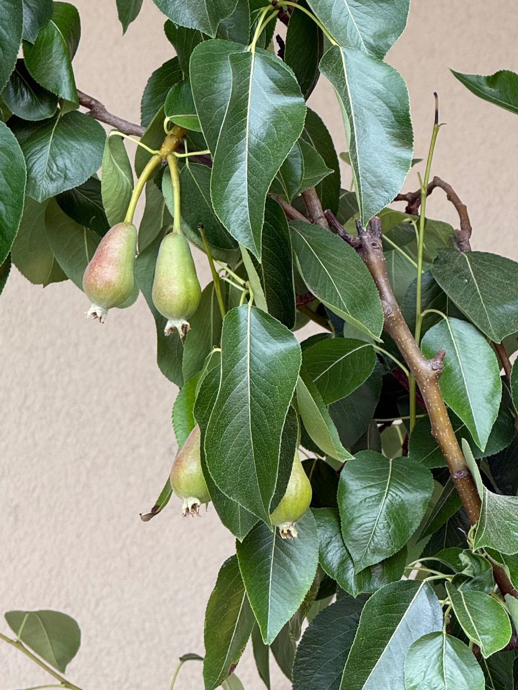 Piante & sementi: Birnenbaum in Topf – Usato da Biberist venduto da ber_76bn 1