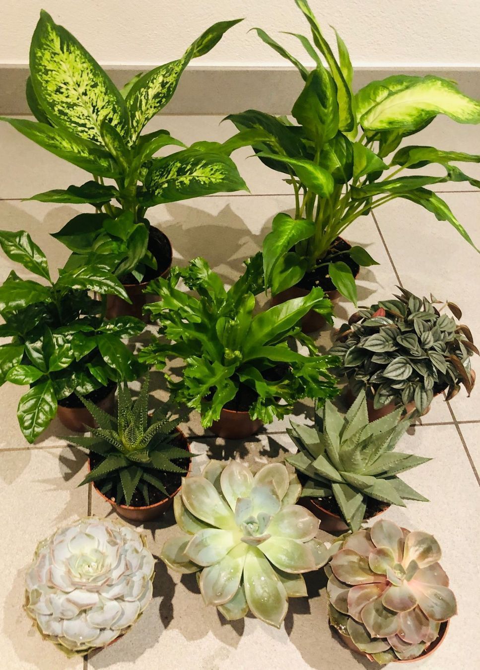 Pflanzen & Samen: 10 STK Sammlung von Pflanzen 10-30cm – Neu und originalverpackt aus Rovio von POSITIFFARTandPLANTS 6