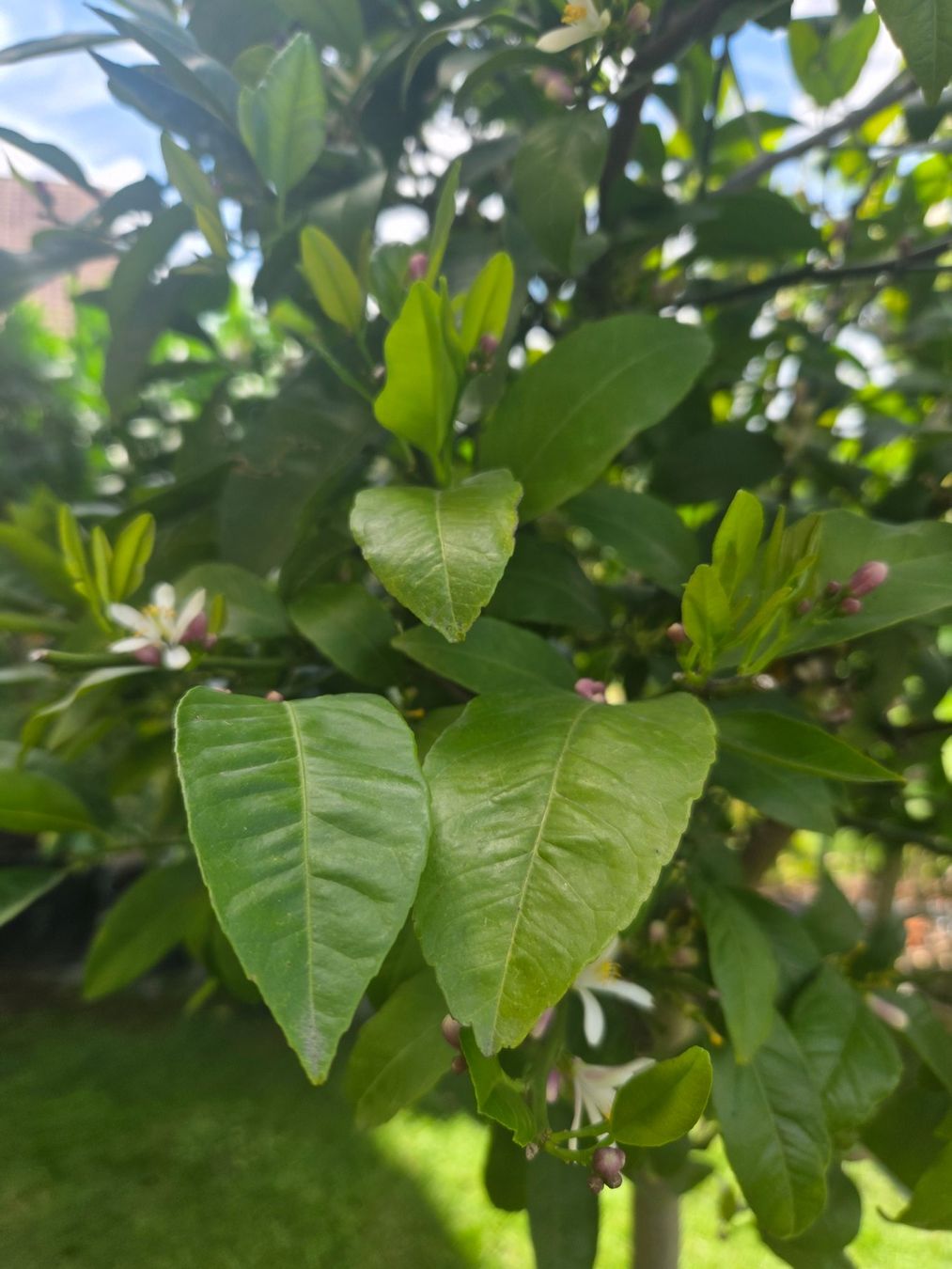 Plantes & graines: zitrus mandarine baum 1m80 mit blüte – D'occasion à Unterlunkhofen par tomnova 7