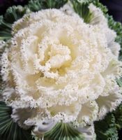 Zierkohl "BRASSICA OLERACEA", H: 15 - 30cm. Zierpflanze