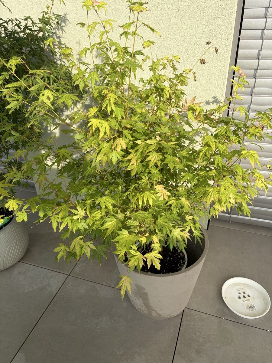 Piante & sementi: Japanischer Ahorn Orange Dream – Usato da Jegenstorf venduto da KevinHa 1