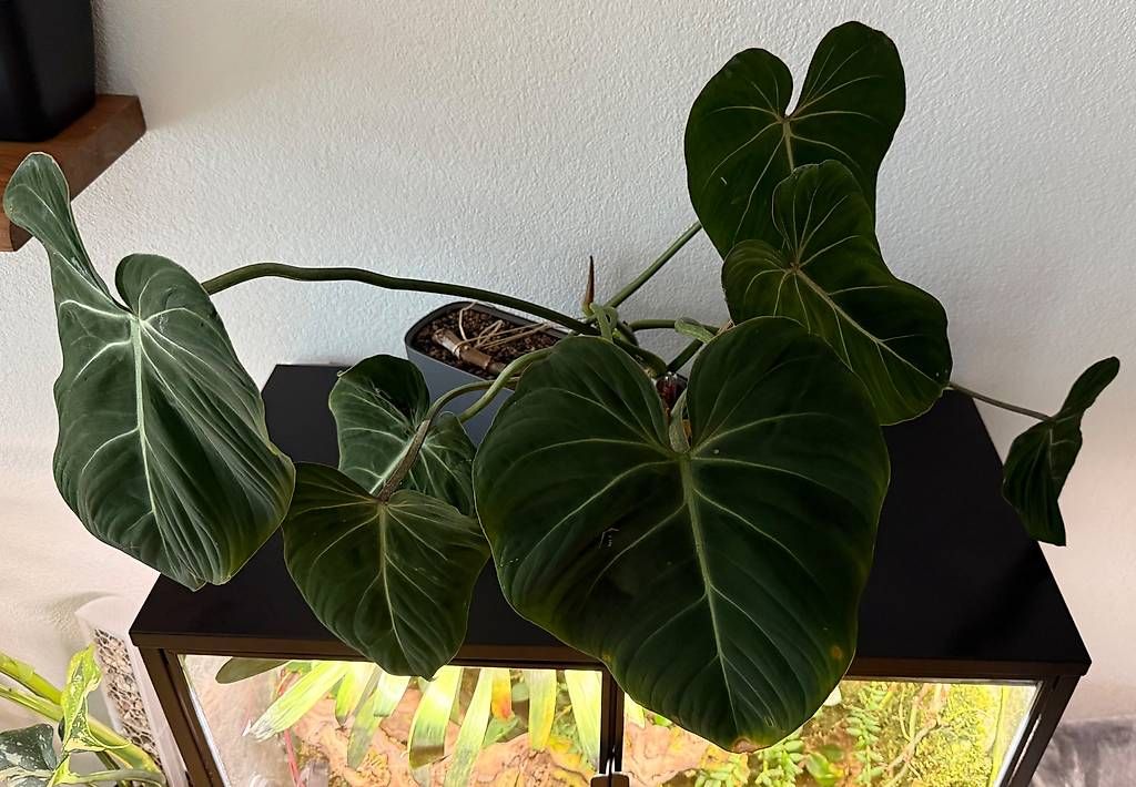 Piante & sementi: Philodendron Gloriosum, Lechuza, 60x60cm – Usato da Aadorf venduto da Arkabraa 2