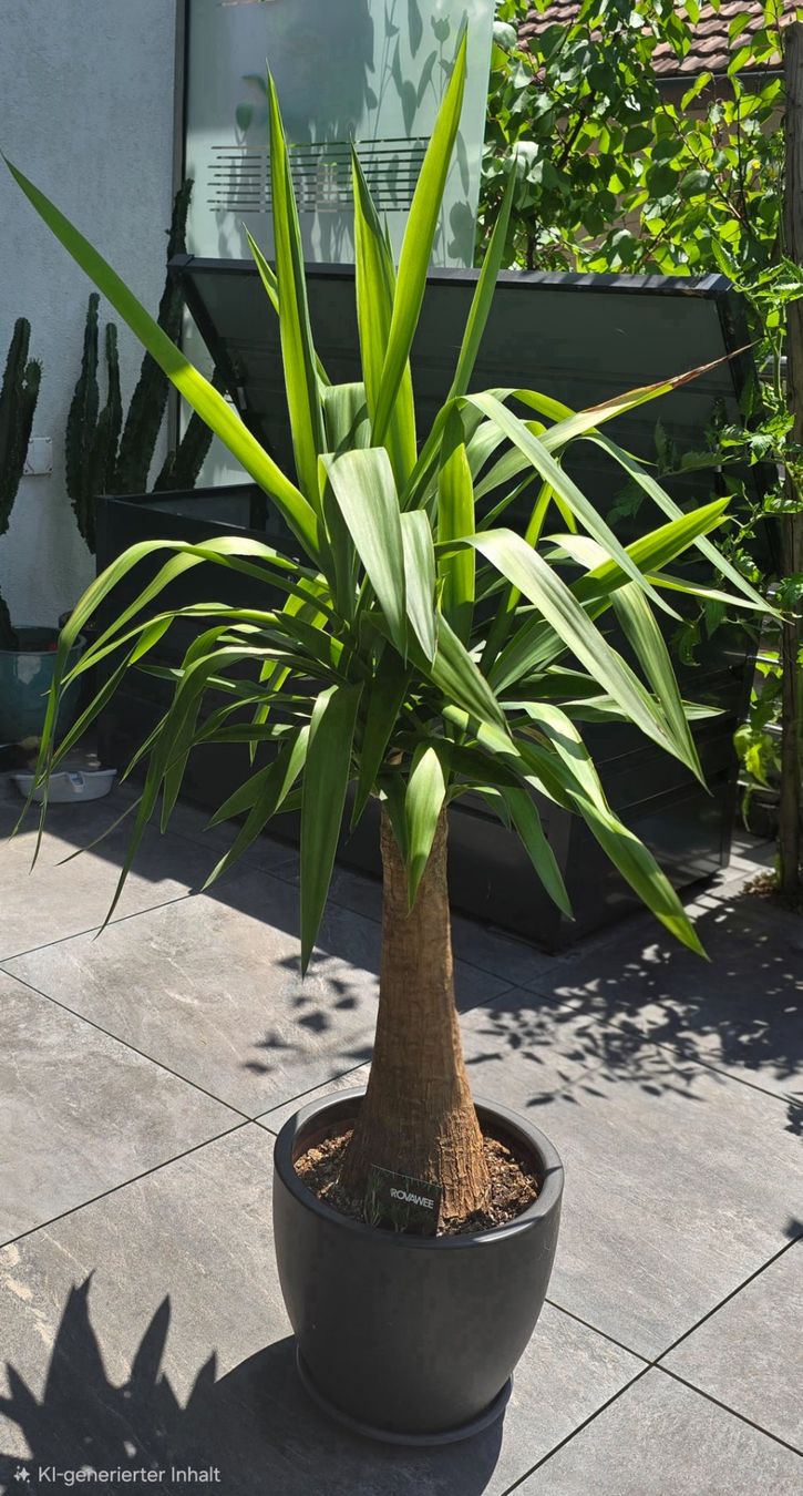 Plantes & graines: Prächtige Yucca-Palme – D'occasion à Aarburg par Glitzerschein