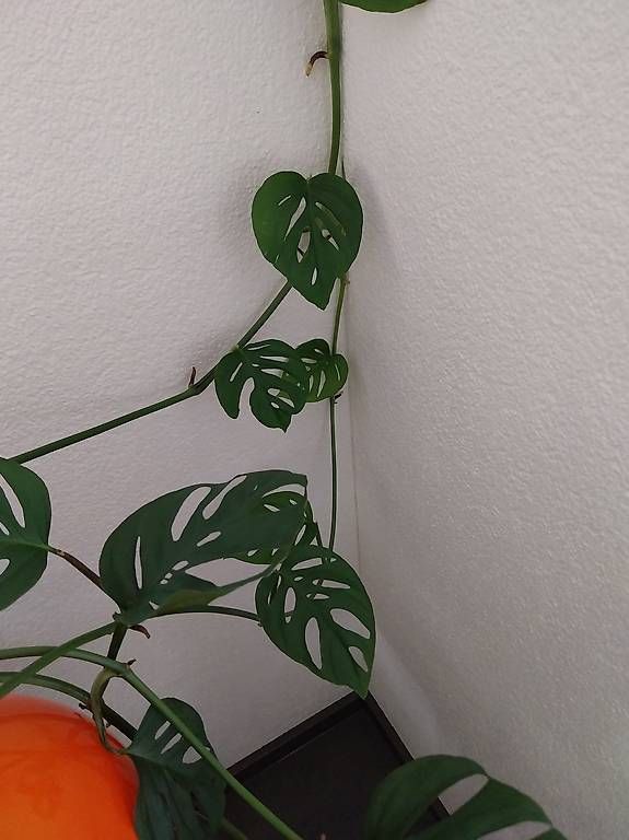 Piante & sementi: monstera adansonii laniata – Usato da Schwaderloch venduto da bademeister79 2