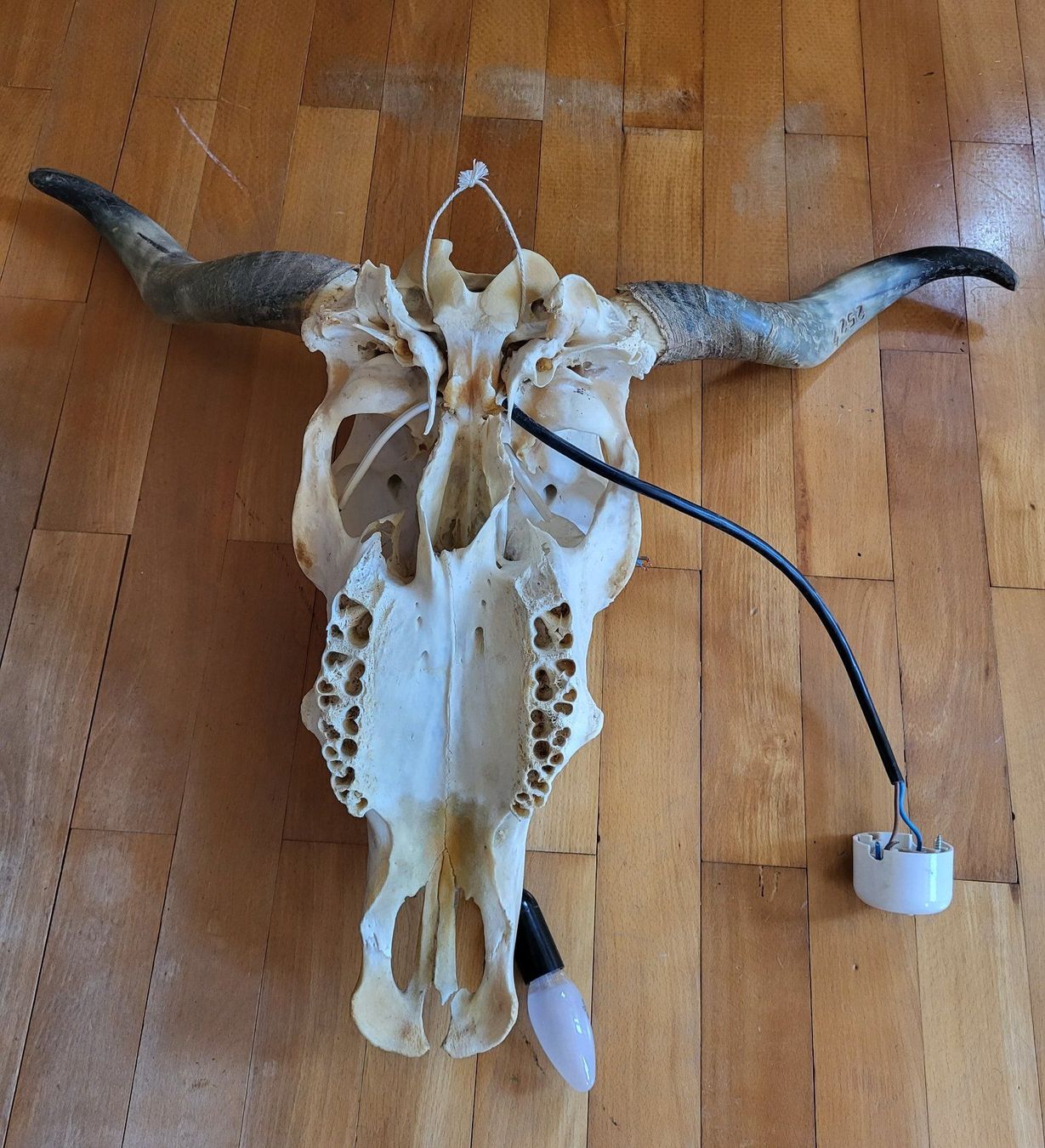 Lampade: Lampe Alte Kuhschädel – Usato da Wald ZH venduto da SwissPawnshop 9
