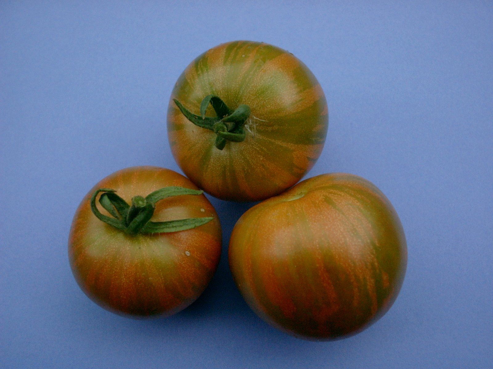 Piante & sementi: Tomaten: Tigrella - Setzling! – Nuovo (secondo la descrizione) da Steffisburg venduto da Petroselium
