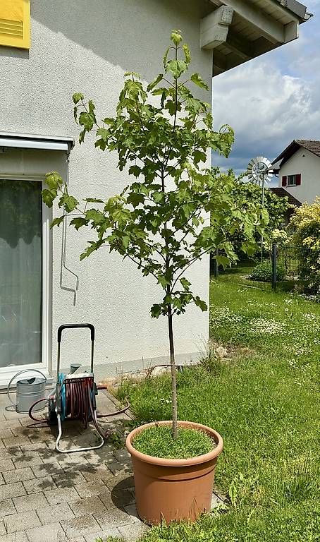 Piante & sementi: Bergahorn – Usato da Wynau venduto da Julia215
