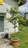 Bergahorn