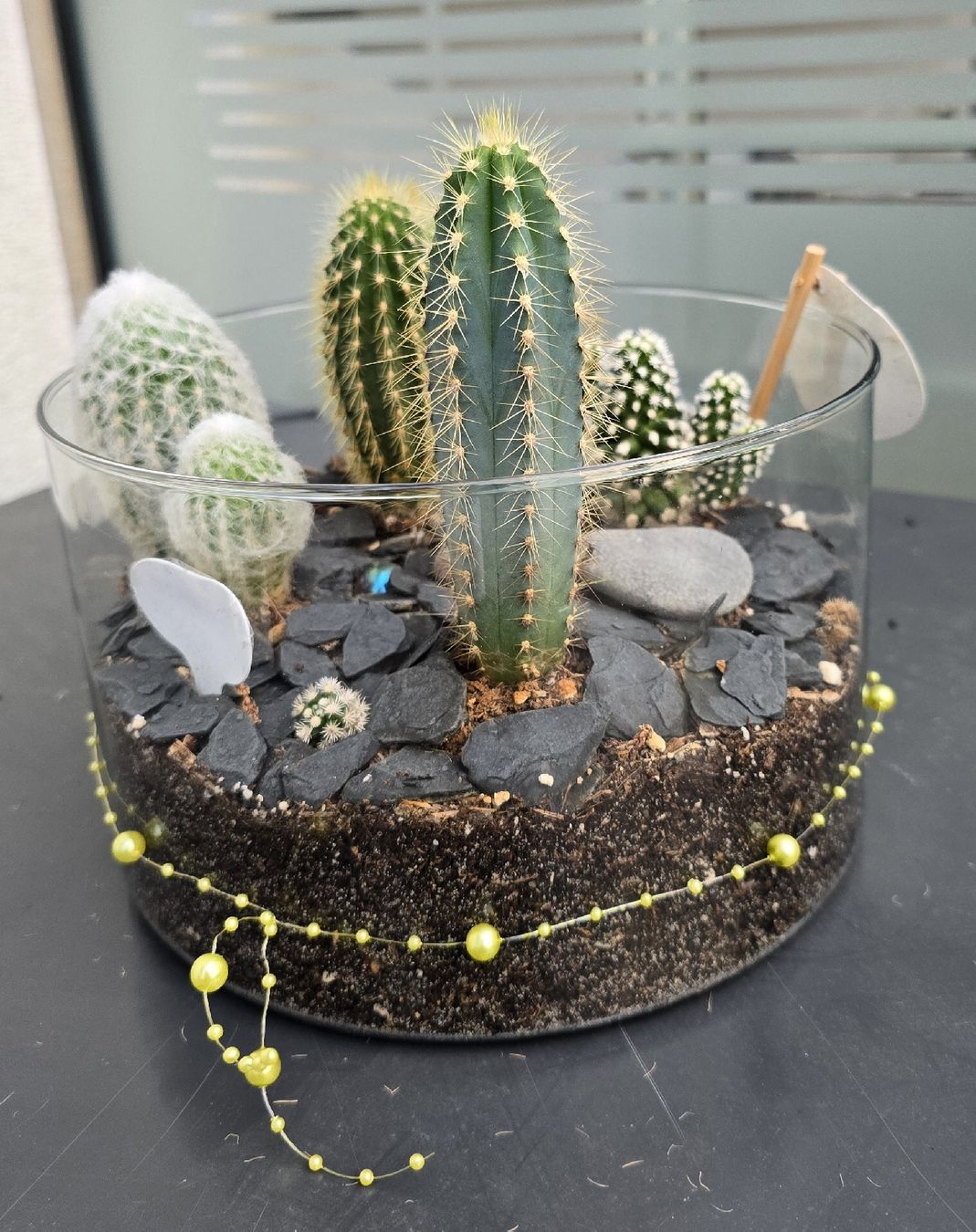 Glas-Kakteen-Garten - perfekt als Geschenk! kaktus Pflanze (Neu (gemss  Beschreibung)) in Aarburg fr CHF 45.4  nur Abholung auf Ricardo kaufen
