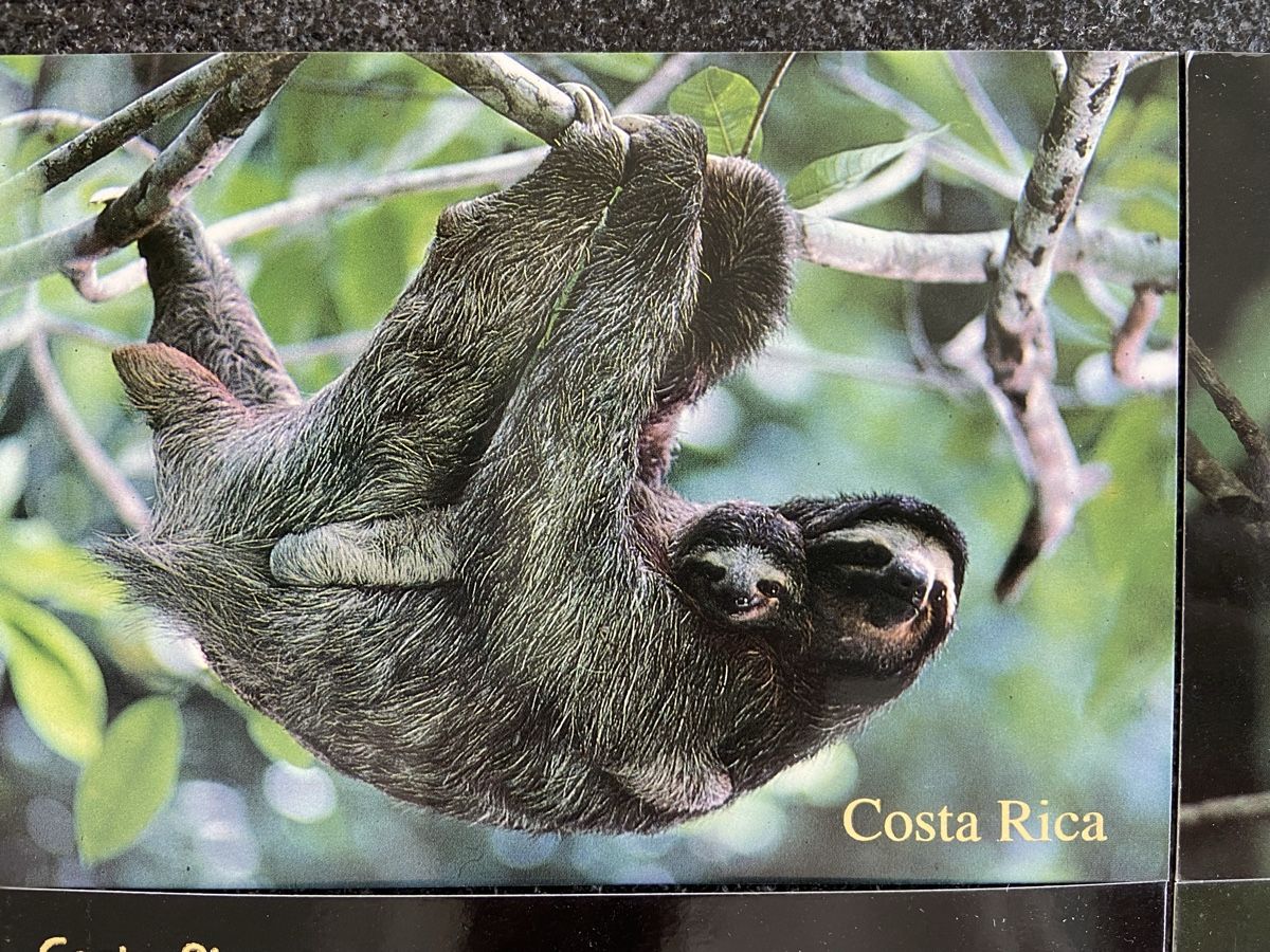 Ansichtskarten: 6 Postkarten Tiere Costa Rica – Neu (gemäss Beschreibung) aus Schwarzenburg von Aha016 1