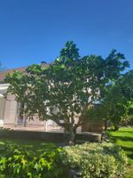 Figuier productif à vendre. Déjà des fruits! 🪴☀️🏡🌳 (50)