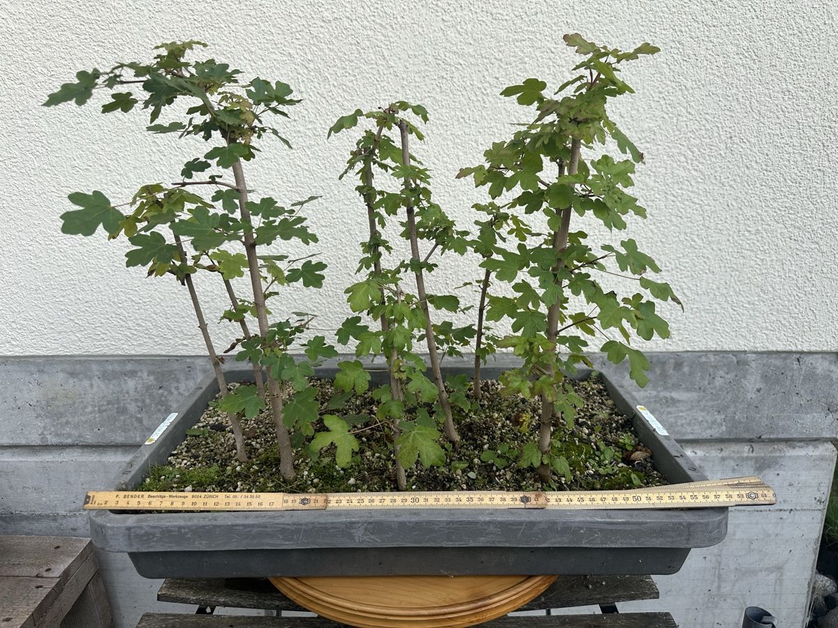 Feldahorn-Wldchen | Bonsai (Neu (gemss Beschreibung)) in Suhr fr CHF 50   nur Abholung auf Ricardo kaufen