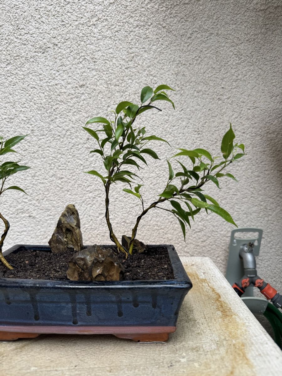 Pflanzen & Samen: Kleiner Ficus Bonsai Wald – Gebraucht aus Rümlang von Gruseh.ch 4