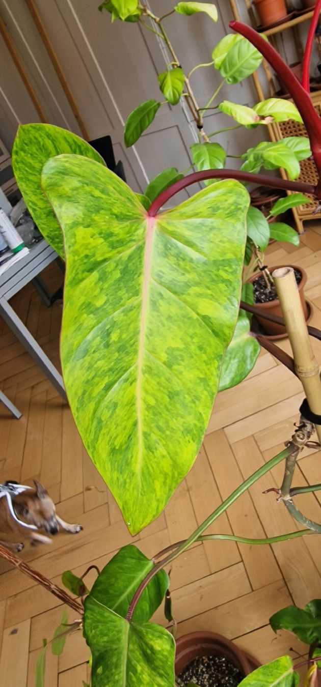 Piante & sementi: Philodendron Pinked Lady  – Usato da Altstätten SG venduto da dha_q6cm