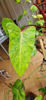 Philodendron Pinked Lady 