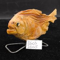 Präparierter Rotbauch-Piranha auf Metallständer