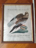 Original Kupferstich Greifvogel 1770 (Manetti) | antik