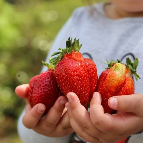 Pflanzen & Samen: Fraisier Géant COLOSSUS  4x – Neu (gemäss Beschreibung) aus Bremblens von FIBONACCI369 1