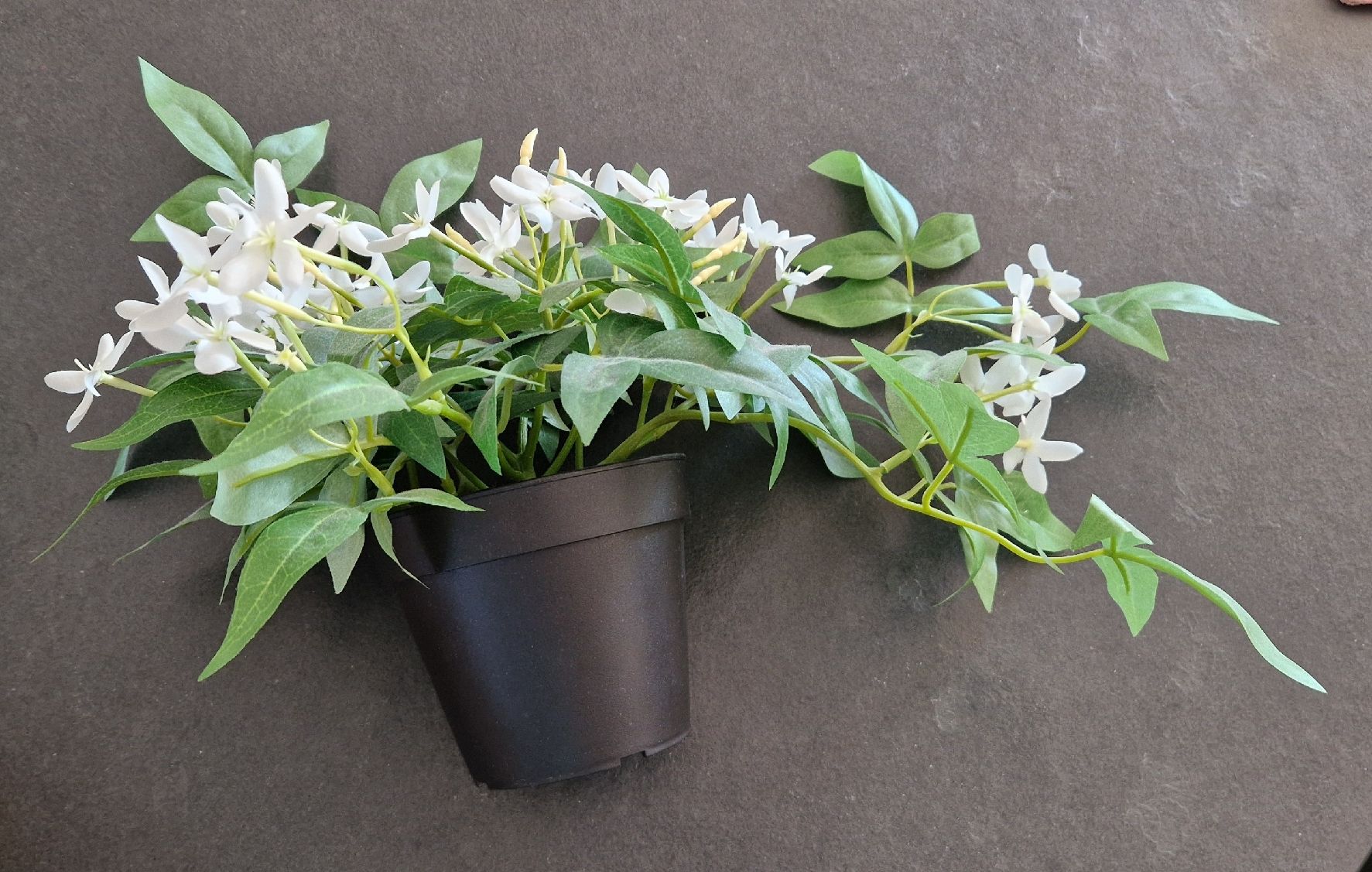 Piante & sementi: IKEA FEJKA Kunstpflanze Jasmin – Usato da Gasel venduto da sale65 1