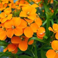 50 Samen  Blume DOTTERLACK (Erisimus)
