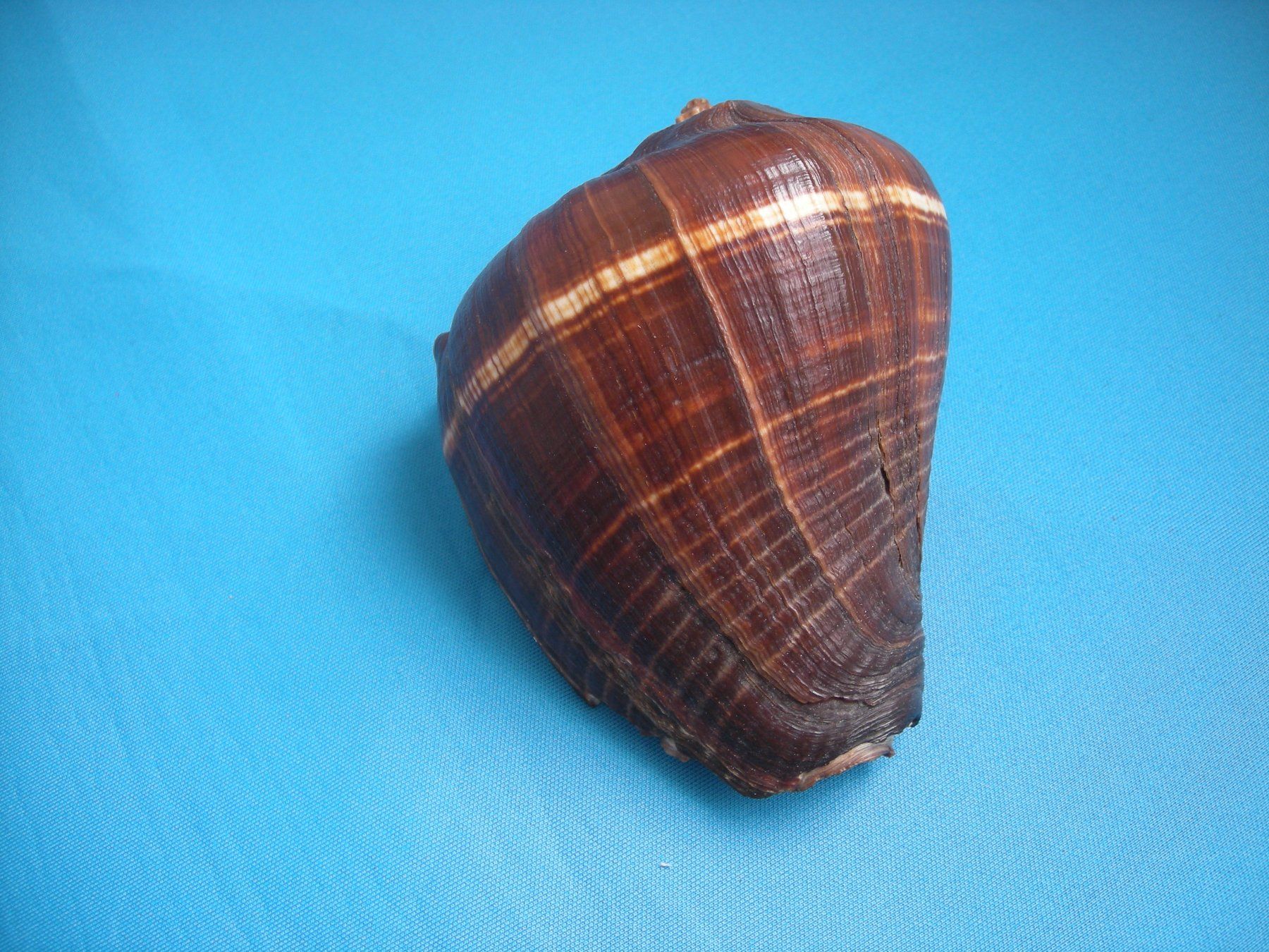 Fossili: Wunderschöne Muschel Philippinen 12 cm – Usato da Spreitenbach venduto da Sniper8952 3