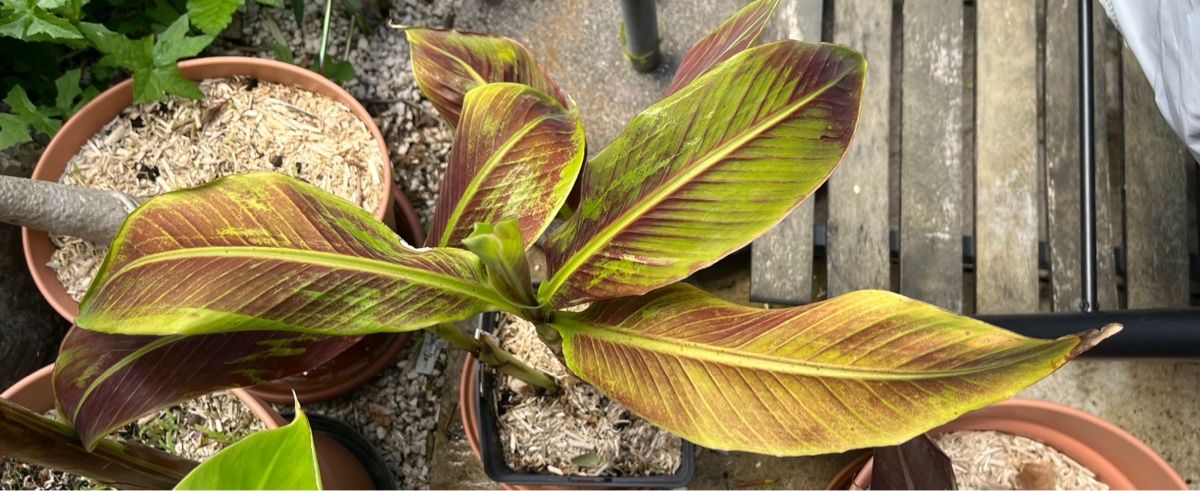 Piante & sementi: Musa siam ruby (rot-grüne Banane), selten – Nuovo (secondo la descrizione) da Duggingen venduto da Autofan84
