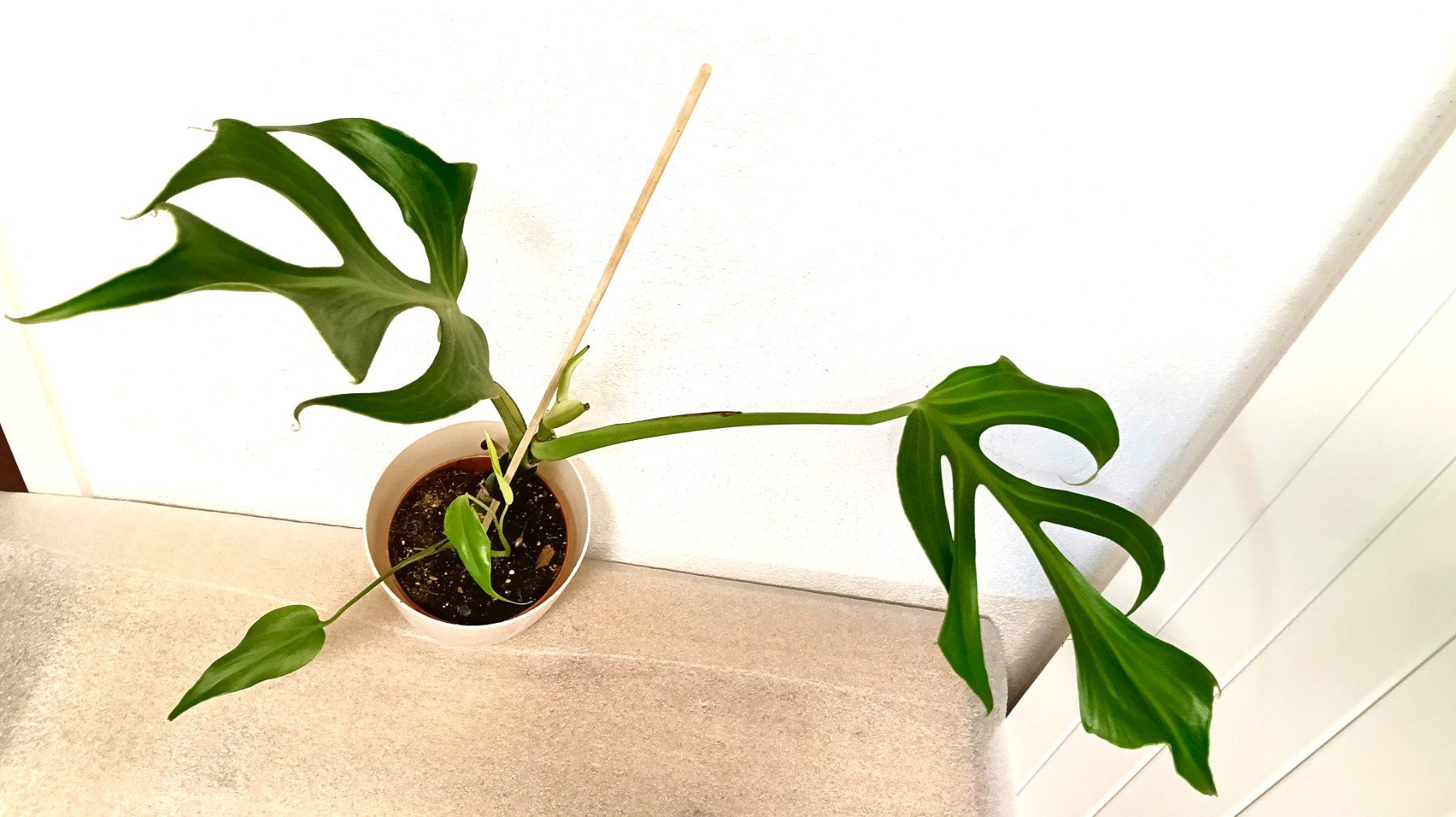 Piante & sementi: Monstera Burle Marx Flame – Nuovo (secondo la descrizione) da schöftland venduto da UniquePlants