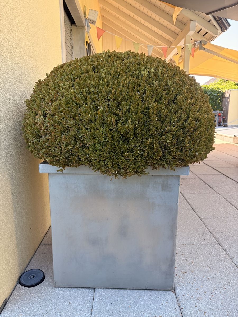 Blumentöpfe: Metall-Pflanztopf – Gebraucht aus Jona von marketingamigos 3