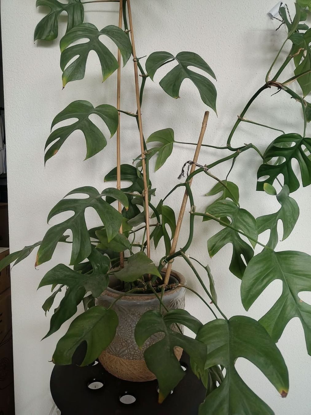 Pflanzen & Samen: Monstera Minima – Gebraucht aus Zürich von cla_hz6t 1